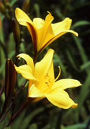 Corky daylily heirloom bulbs