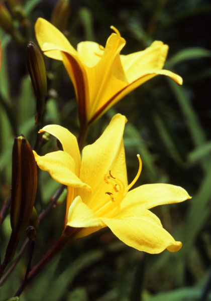 Garden Gate Showcases Two of “Our Out-of-the-Ordinary Daylilies”