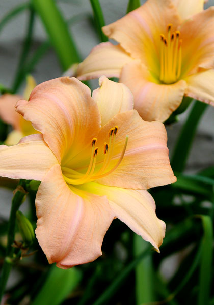 Melonee daylily heirloom bulbs