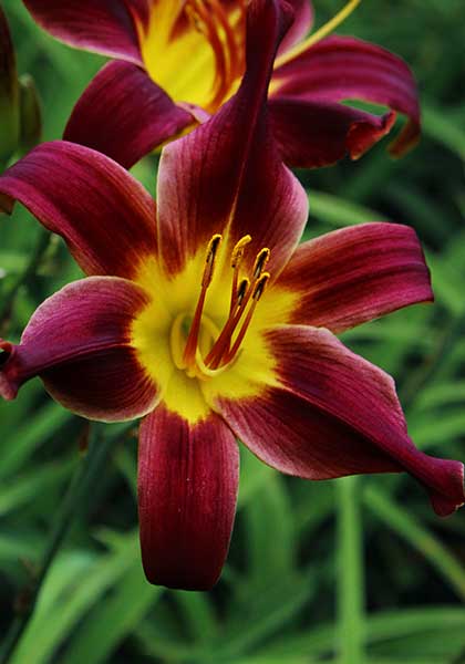 Black Friar daylily heirloom bulbs