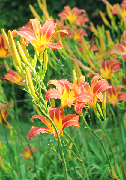 Challenger daylily heirloom bulbs