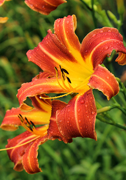 DAYLILIES