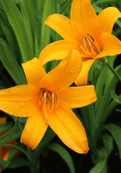 Apricot daylily heirloom bulbs