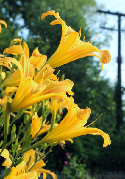 Autumn Minaret daylily heirloom bulbs