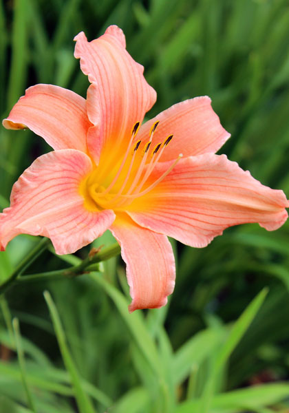 Louise Russell daylily heirloom bulbs