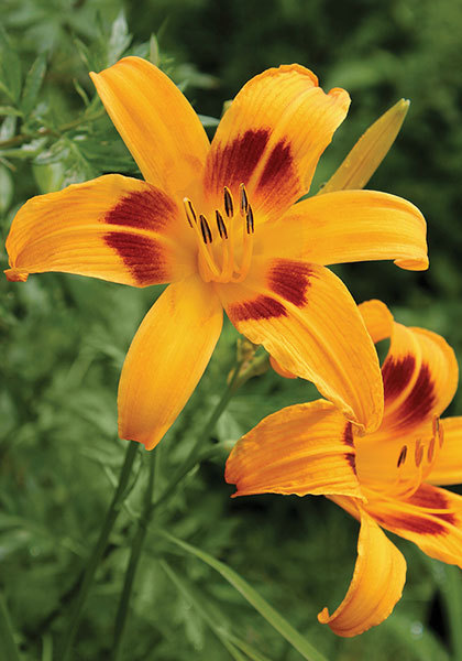 Mikado daylily heirloom bulbs