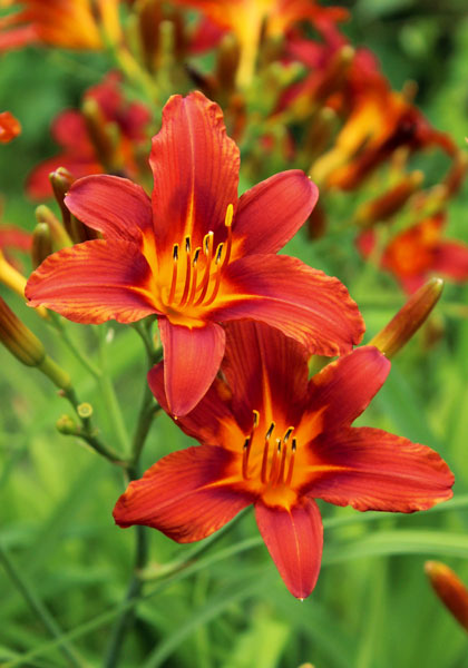 Port daylily heirloom bulbs