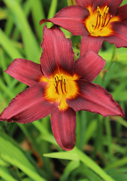 Potentate daylily heirloom bulbs