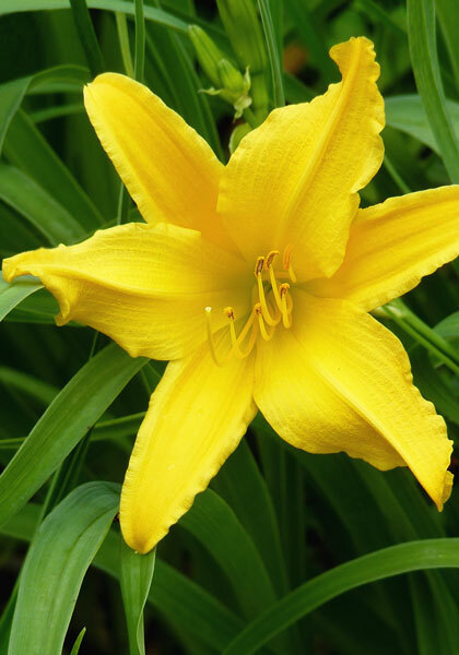 Luteola daylily heirloom bulbs