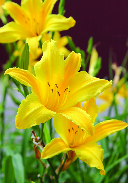 Luteola daylily heirloom bulbs