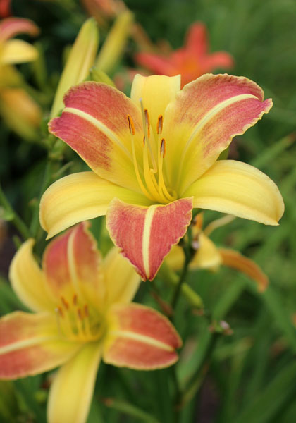 Baggette daylily heirloom bulbs