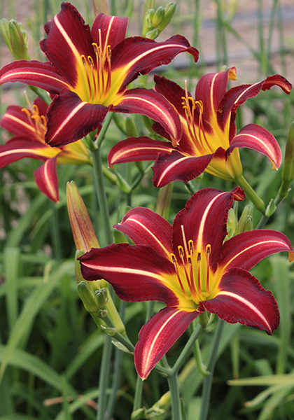 Libby Finch daylily heirloom bulbs