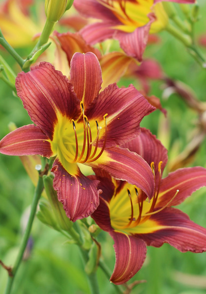 Purple Waters daylily heirloom bulbs