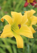 Bette Russell daylily heirloom bulbs