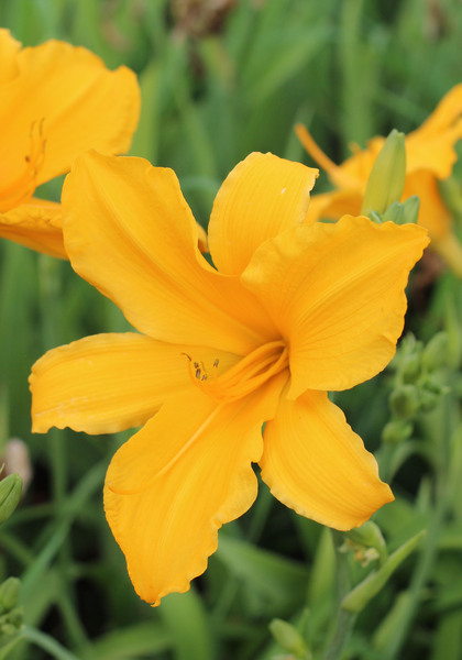 Gertrude Condon daylily heirloom bulbs