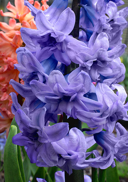 General Kohler hyacinth heirloom bulbs