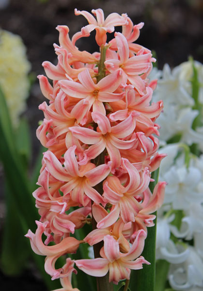 Gypsy Queen hyacinth heirloom bulbs