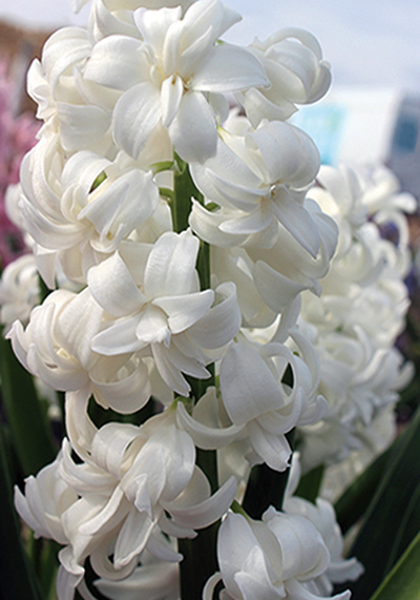 Madame Sophie hyacinth heirloom bulbs