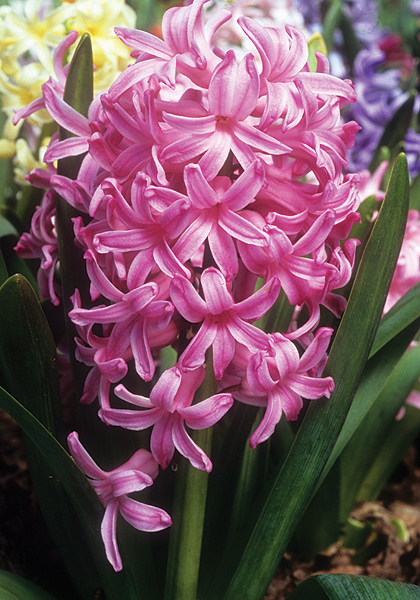 Marconi hyacinth heirloom bulbs