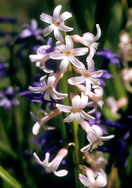 Roman Pink hyacinth heirloom bulbs