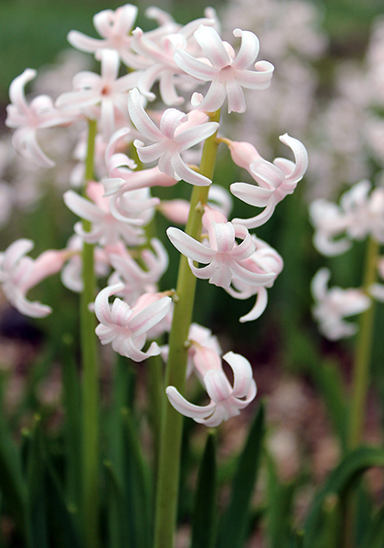 Roman Pink hyacinth heirloom bulbs