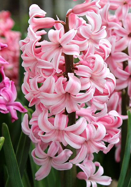 Gigantea hyacinth heirloom bulbs