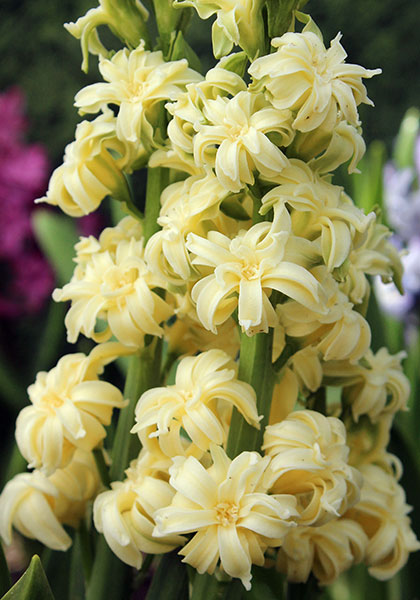 Double Yellow, Ophir hyacinth heirloom bulbs