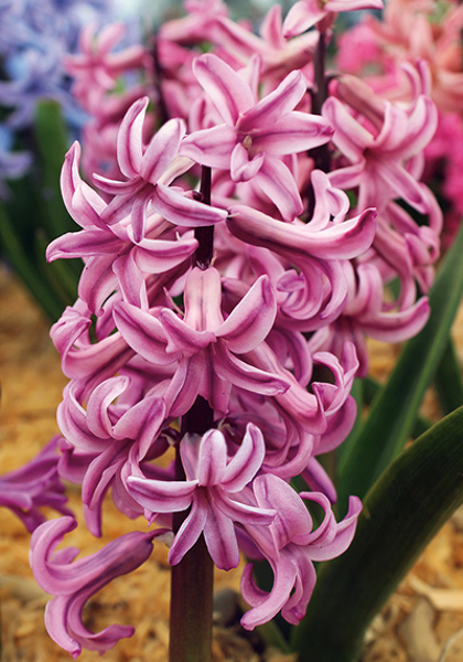 Anna Liza hyacinth heirloom bulbs