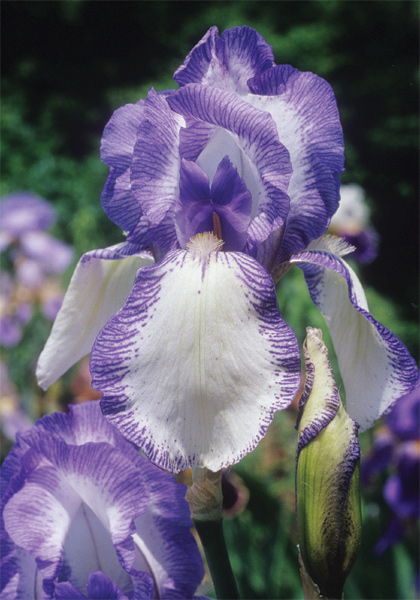 IRIS