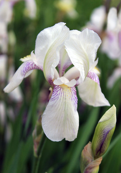 Mrs. Horace Darwin iris heirloom bulbs