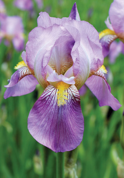 Queen of May iris heirloom bulbs