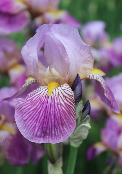 Her Majesty iris heirloom bulbs