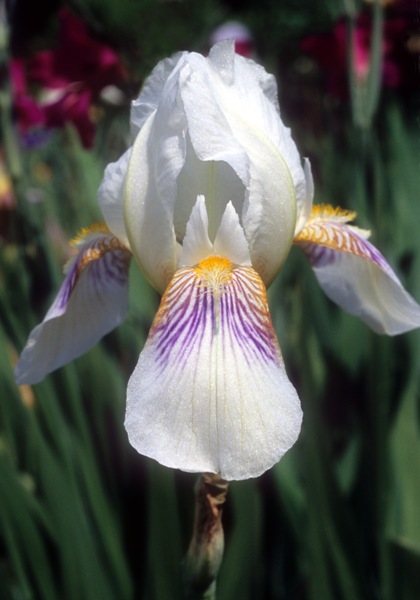 Mrs. George Darwin iris heirloom bulbs