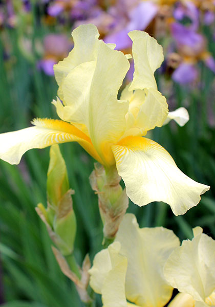 Flutter-By iris heirloom bulbs