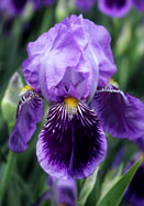 Monsignor iris heirloom bulbs