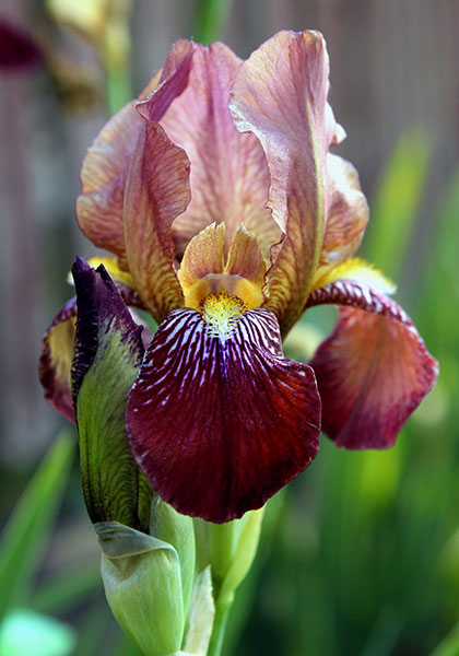 Colonel Candelot iris heirloom bulbs