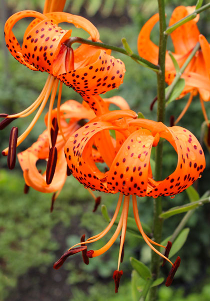 tiger lily heirloom bulbs