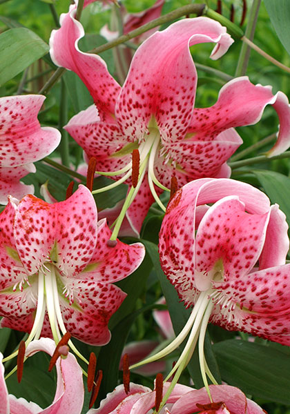 Rubrum  lily heirloom bulbs