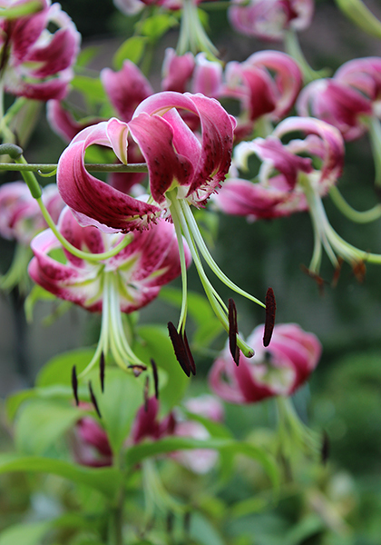 Black Beauty lily heirloom bulbs