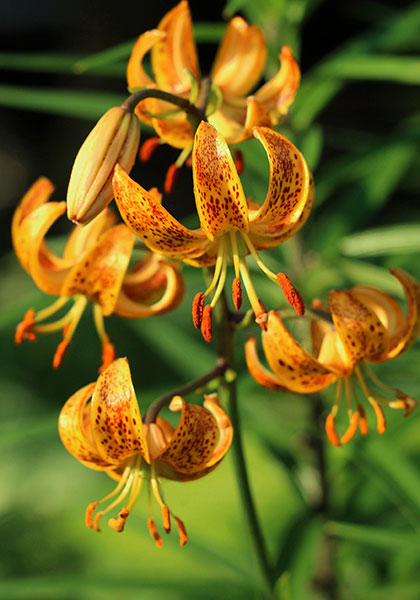 Hanson’s  lily heirloom bulbs