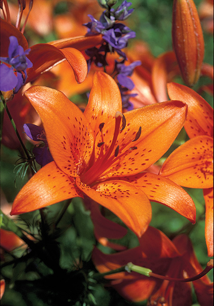 Fire King lily heirloom bulbs