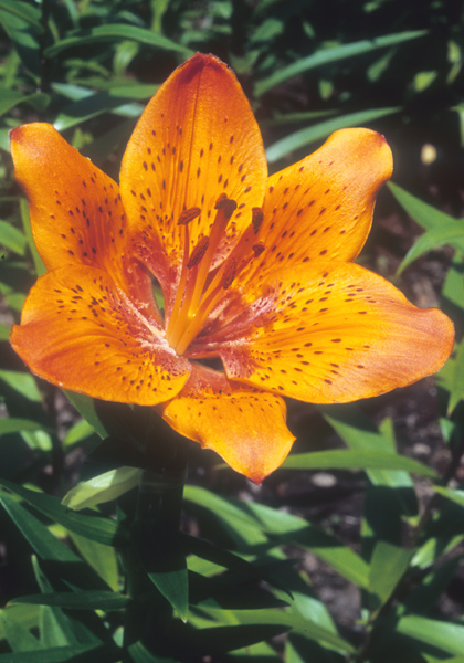 Orange or Fire  lily heirloom bulbs