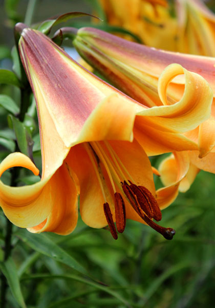 African Queen lily heirloom bulbs