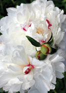 Festiva Maxima peony heirloom bulbs