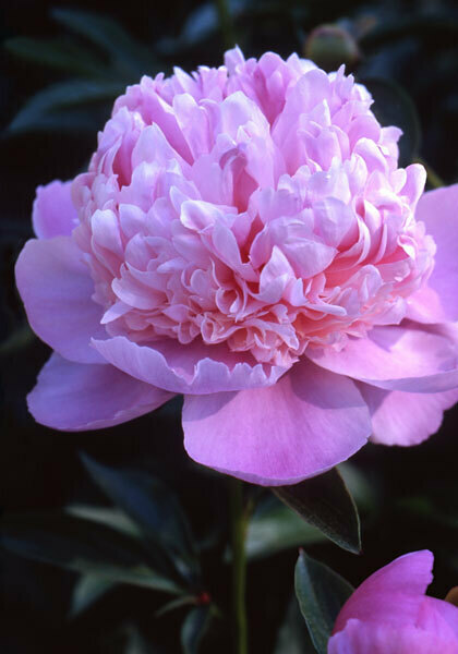 Madame Ducel peony heirloom bulbs