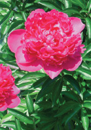 Felix Crousse peony heirloom bulbs