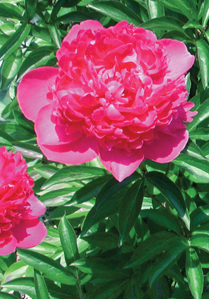 Felix Crousse peony heirloom bulbs