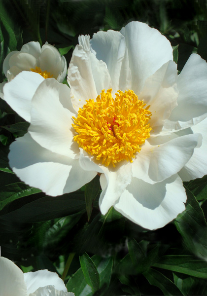 Krinkled White peony heirloom bulbs