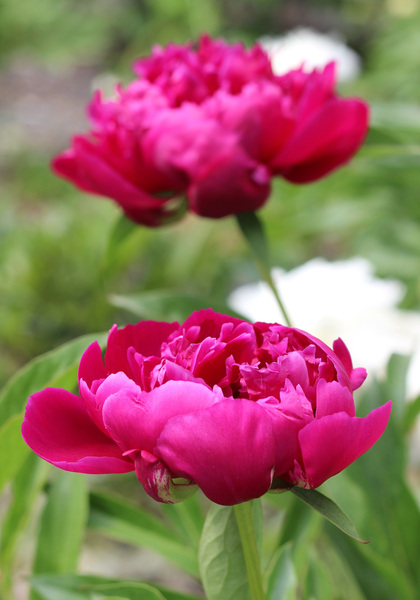 Rachel peony heirloom bulbs