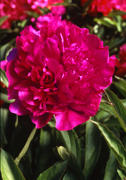 Longfellow peony heirloom bulbs